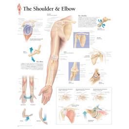 Scientific Publishing Understanding the Shoulder & Elbow Chart