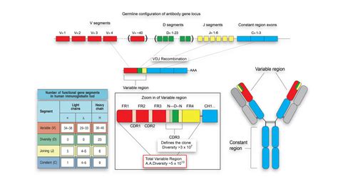 T-Cell Receptor Sequencing Clonotype Information