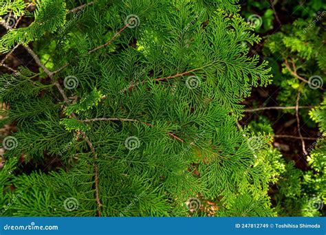 Beautiful Japanese Cypress Leaf in the Forest. Stock Image - Image of ...