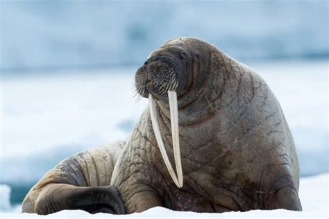 16 Wondrous Walrus Facts - Fact Animal