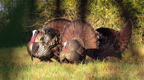 EPIC WILD Turkey Hunt *NON STOP GOBBLES* {Catch Clean Cook} Florida ...