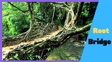 Amazing root bridge | most amazing facts - YouTube