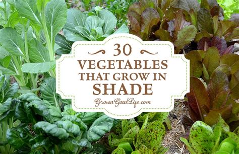 30+ Vegetables That Grow in Shade