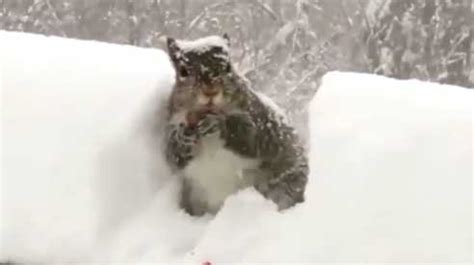 This squirrel isn't afraid of the snow