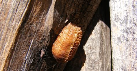 Science Photos and Other Stuff for Kids: Praying Mantis Eggs