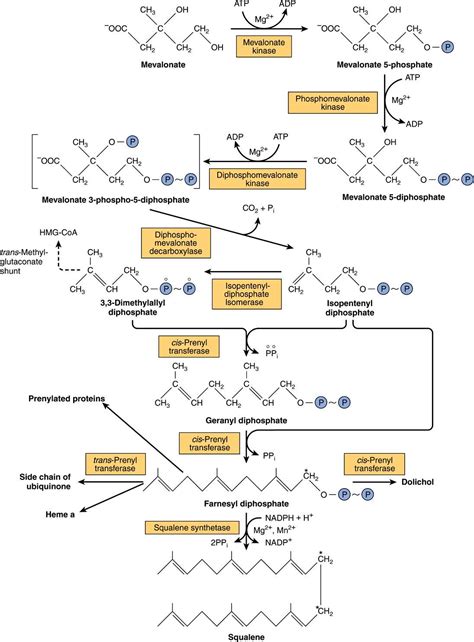 Cholesterol Synthesis, Transport, & Excretion | Basicmedical Key