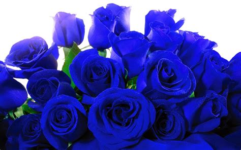 Blue Roses Wallpaper (58+ images)