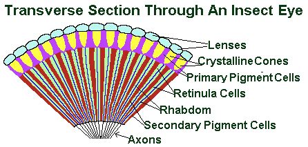 Insect Morphology and Anatomy (The Head)