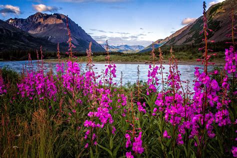 Alaskan Fireweed Nenana River Photograph by EyeLightPhotography | North ...