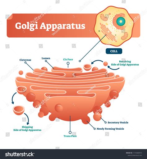 Golgi Apparatus Stock Photos and Pictures - 1,157 Images | Shutterstock