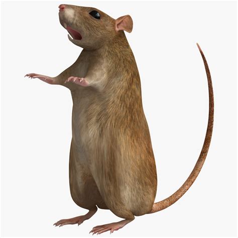 rat modelled 3d model