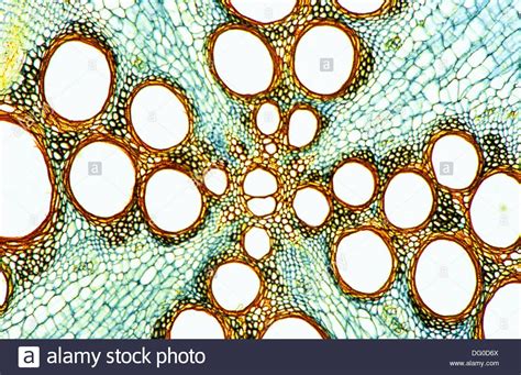 Curcubita root (cross section), xylem, phloem, pith, vascular bundle ...