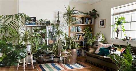 Tasmor Blog | 4 Tips on Growing Healthy Indoor Plants