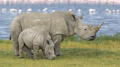 White Rhino | The Life of Animals