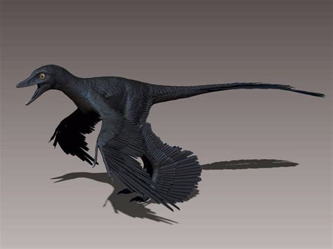 Microraptor Size