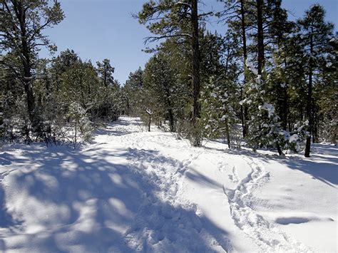 About Snow Creek | Show Low Arizona