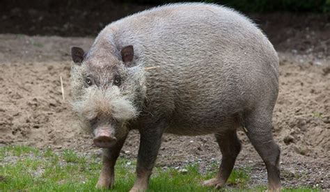 The 10 Species of Pigs | Pig, Animals, Animal 2