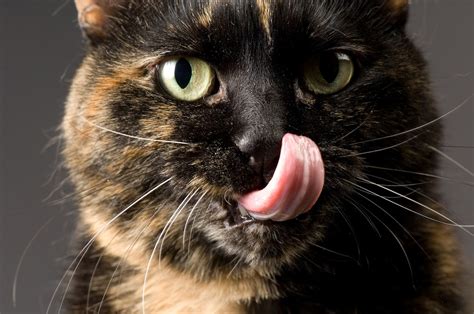 How cat tongues work—and can inspire biotechnology