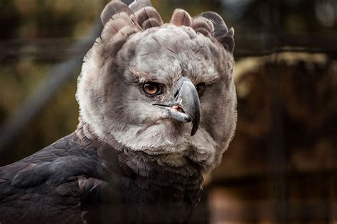 Adopt a Harpy Eagle | Symbolic Adoptions from WWF