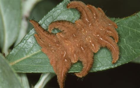 Stinging Caterpillar Identification and Guide | Owlcation