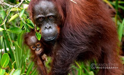 Indonesia Wildlife – Ramdas Iyer Photography