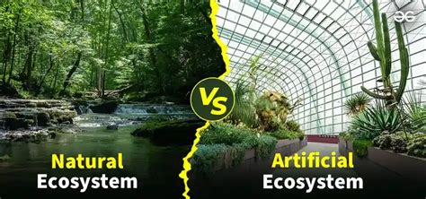 What is a Natural Ecosystem? - Definition, Types & its Examples ...