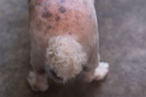 What Causes Malassezia Yeast In Dogs: Unraveling The Culprits