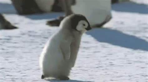 Penguin GIF - Penguin Running Late - Discover & Share GIFs