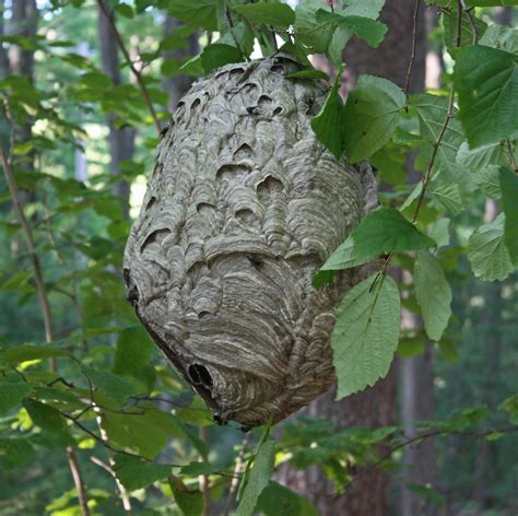 20100729; Paper wasp nest-closeup | Gigantic paper wasp nest… | Flickr