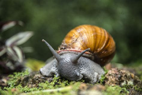 10 Spectacular Snail Species in 2021 | Snail, Giant african land snails, Species