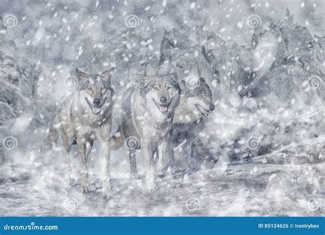 Wolf Pack in the Mountain, Winter and Snow Stock Photo - Image of power ...