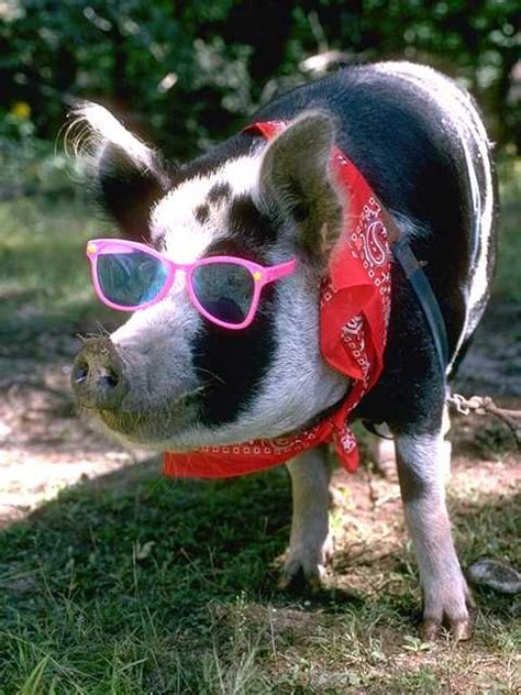 25 Animals With Glasses | Funny animals, Cute pigs, National pig day