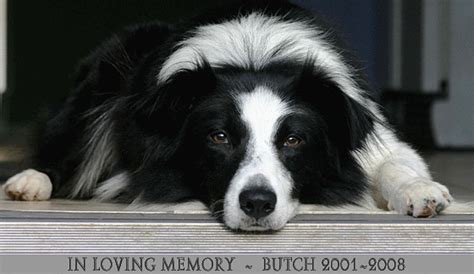 Border Collies In Need: Border Collies Rescue and Adoption