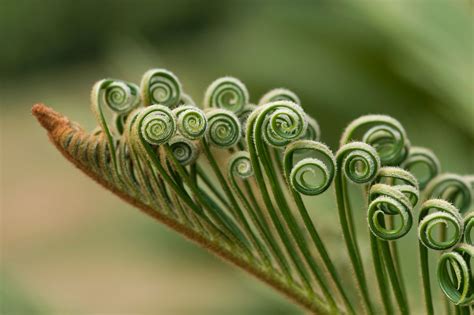 The prehistoric plants that shine indoors and out, with spectacular grandeur, grace and a feel ...