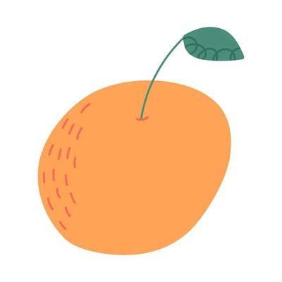 Orange Fruit Drawing Vector Art, Icons, and Graphics for Free Download