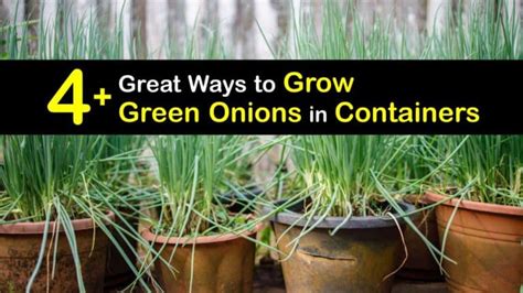 Container-Grown Green Onions - Planting Green Onions in Pots