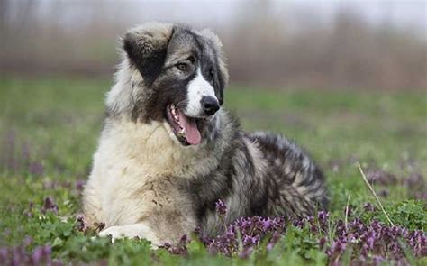 Carpathian Shepherd Dog Temperament and Personality - Kid Friendly and Suspicious