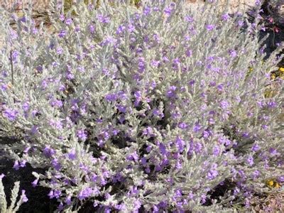 Eremophila Nivea Spring Mist — Lullfitz Nursery