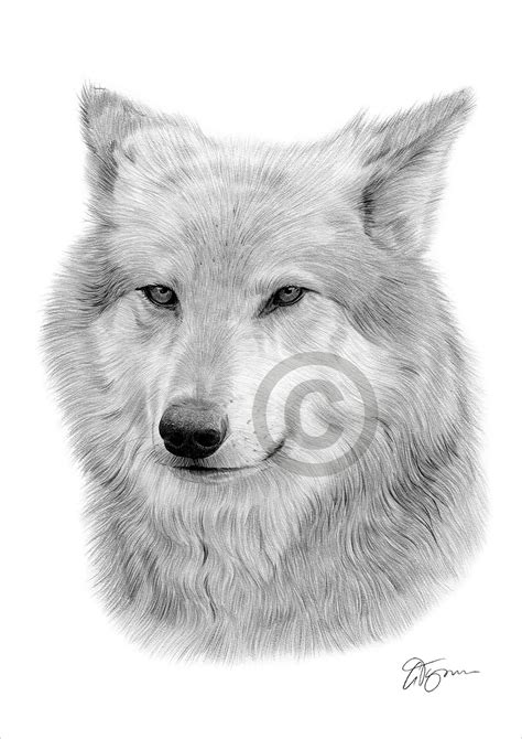 Gray Wolf Drawing