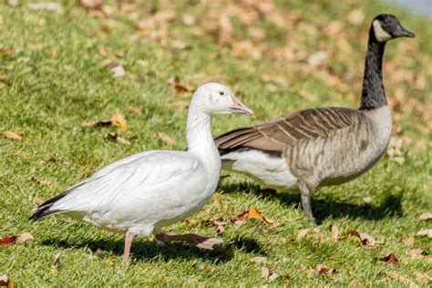 Snow Goose, With Canada Goose by David Uthe on Capture My Chicago // From their summer breeding ...