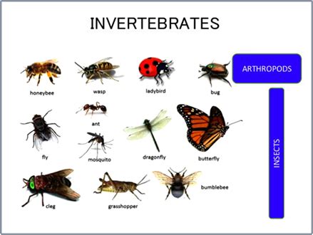 Invertebrates - Types of Invertebrates | Characteristics of Invertebrates