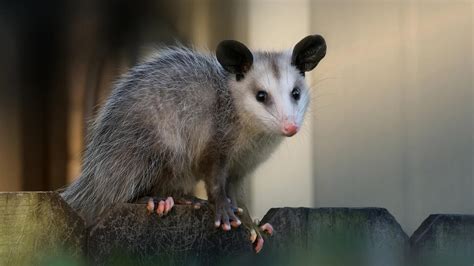 Pet Short-Tailed Opossums: Personality, Diet & Care - Lil Pet