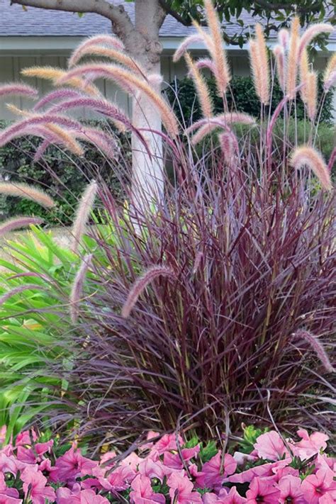 Purple Fountain Grass Fall Color Ornamental 1 Live Plant Clumping Fast Growing Plants by ...