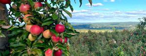 Apple Orchard Middlefield, Connecticut | Lyman Orchards