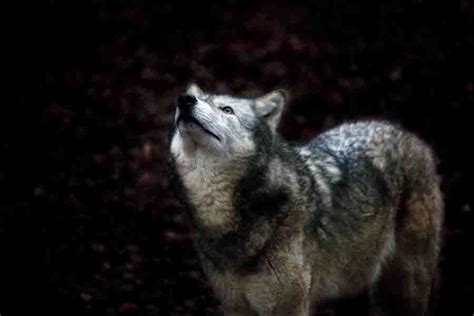 Wolf Colors: What Colors Can Wolves Be? (Common & Rare)