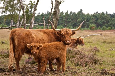 Highland Cattle | The Life of Animals