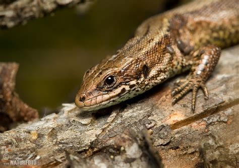 Viviparous Lizard Photos, Viviparous Lizard Images, Nature Wildlife ...