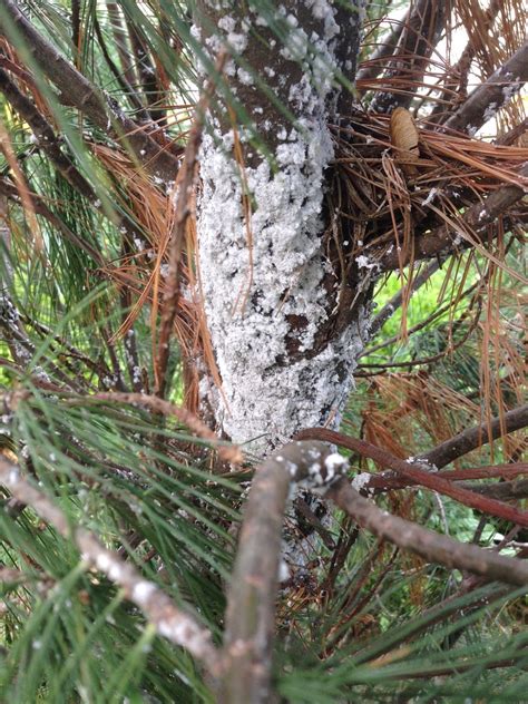 Identify and Manage Pine Bark Adelgid on trees and shrubs