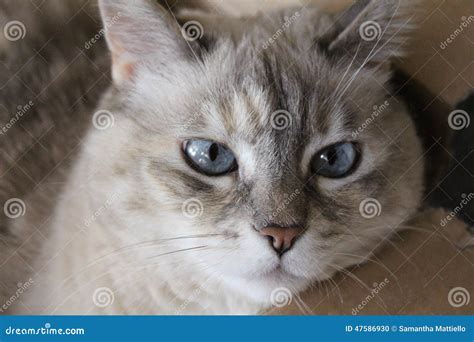 The Blue Eyes of a Siamese Cat Stock Photo - Image of look, kitty: 47586930