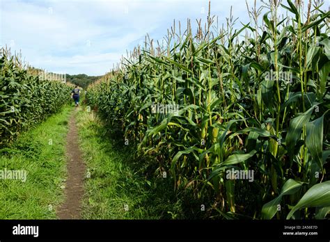 Maize Plantation High Resolution Stock Photography and Images - Alamy